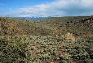 sagebrush